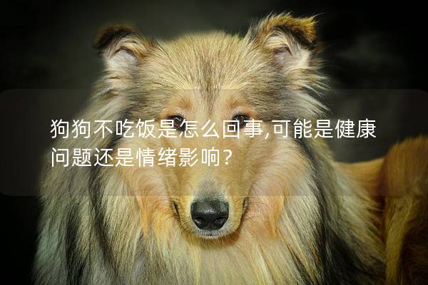 狗狗不吃饭是怎么回事,可能是健康问题还是情绪影响？