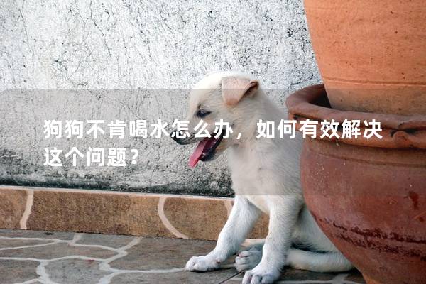 狗狗不肯喝水怎么办，如何有效解决这个问题？