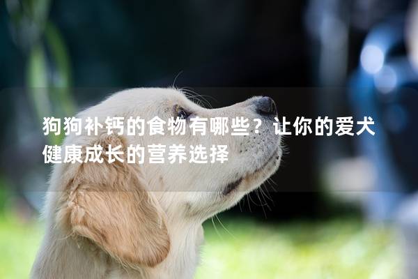 狗狗补钙的食物有哪些？让你的爱犬健康成长的营养选择