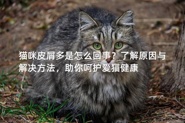 猫咪皮屑多是怎么回事？了解原因与解决方法，助你呵护爱猫健康