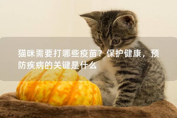 猫咪需要打哪些疫苗？保护健康，预防疾病的关键是什么