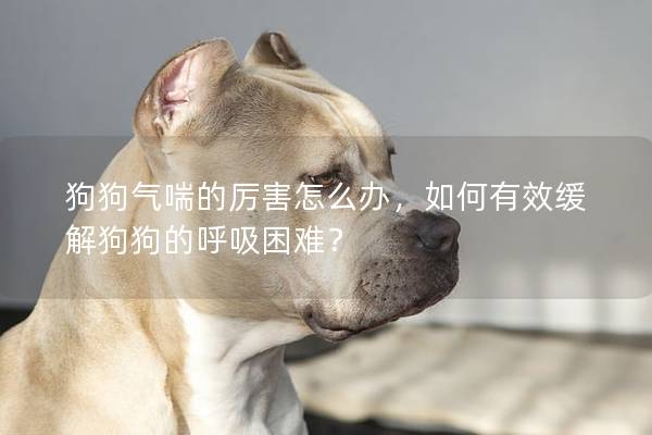 狗狗气喘的厉害怎么办，如何有效缓解狗狗的呼吸困难？