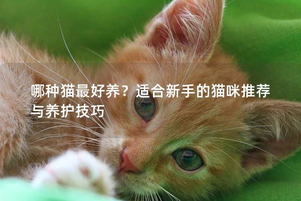 哪种猫最好养？适合新手的猫咪推荐与养护技巧