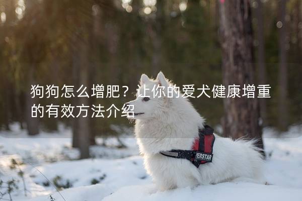 狗狗怎么增肥？让你的爱犬健康增重的有效方法介绍