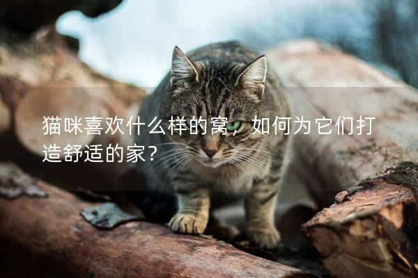 猫咪喜欢什么样的窝，如何为它们打造舒适的家？