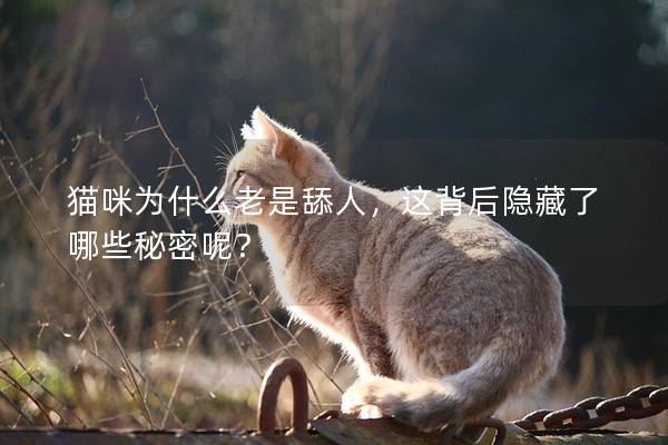 猫咪为什么老是舔人，这背后隐藏了哪些秘密呢？