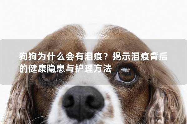 狗狗为什么会有泪痕？揭示泪痕背后的健康隐患与护理方法