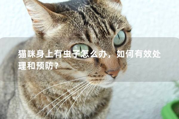 猫咪身上有虫子怎么办，如何有效处理和预防？