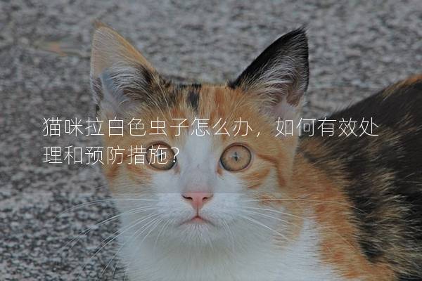 猫咪拉白色虫子怎么办，如何有效处理和预防措施？