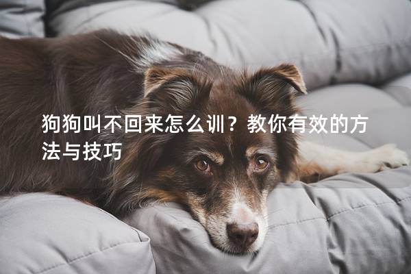 狗狗叫不回来怎么训？教你有效的方法与技巧