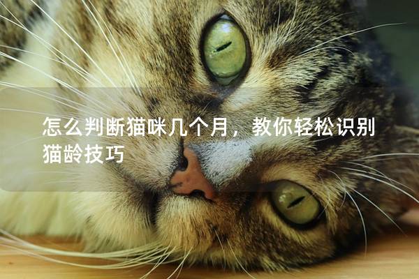 怎么判断猫咪几个月，教你轻松识别猫龄技巧