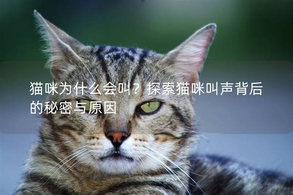 猫咪为什么会叫？探索猫咪叫声背后的秘密与原因