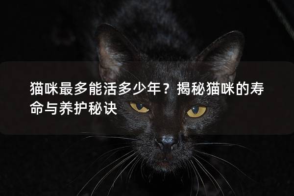 猫咪最多能活多少年？揭秘猫咪的寿命与养护秘诀