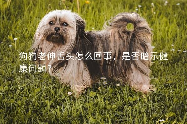 狗狗老伸舌头怎么回事，是否暗示健康问题？