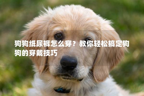 狗狗纸尿裤怎么穿？教你轻松搞定狗狗的穿戴技巧