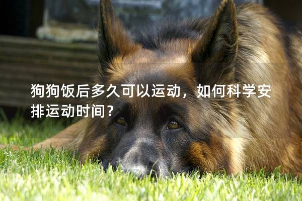 狗狗饭后多久可以运动，如何科学安排运动时间？