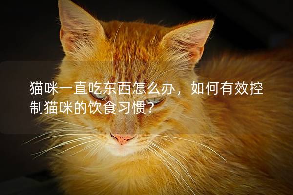 猫咪一直吃东西怎么办，如何有效控制猫咪的饮食习惯？