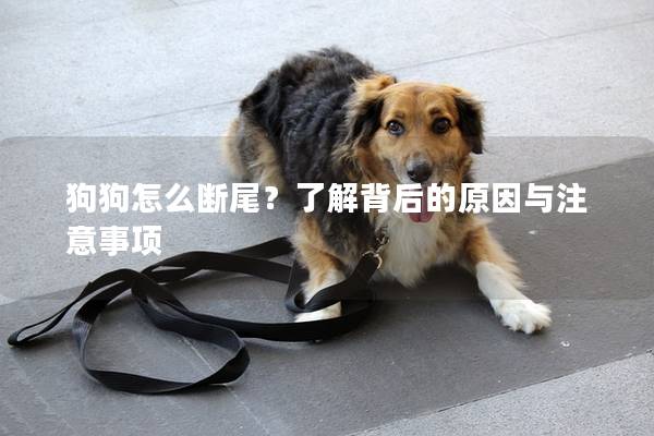 狗狗怎么断尾？了解背后的原因与注意事项