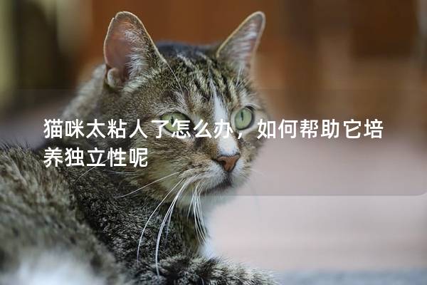 猫咪太粘人了怎么办，如何帮助它培养独立性呢