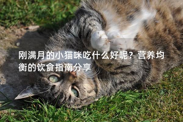 刚满月的小猫咪吃什么好呢？营养均衡的饮食指南分享