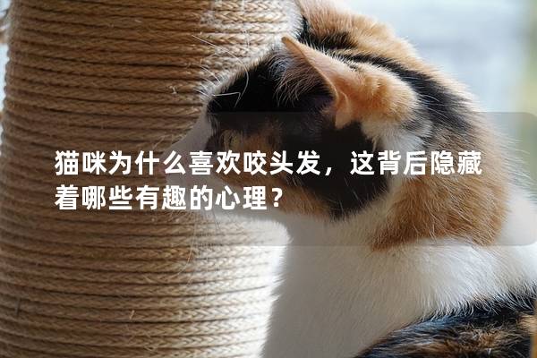 猫咪为什么喜欢咬头发，这背后隐藏着哪些有趣的心理？