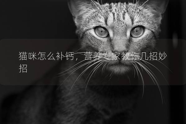 猫咪怎么补钙，营养专家教你几招妙招