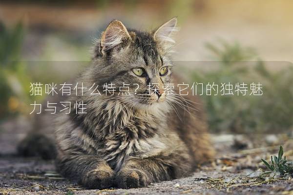 猫咪有什么特点？探索它们的独特魅力与习性