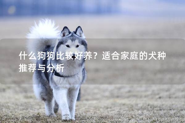 什么狗狗比较好养？适合家庭的犬种推荐与分析