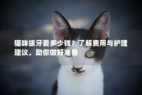 猫咪拔牙要多少钱？了解费用与护理建议，助你做好准备