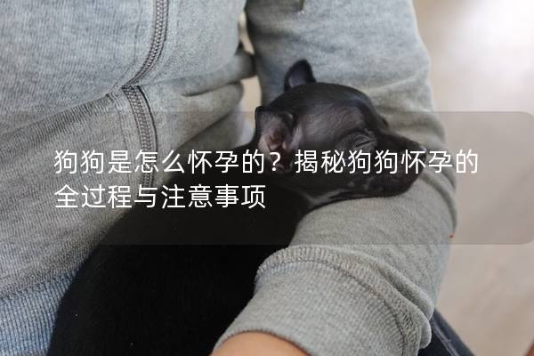 狗狗是怎么怀孕的？揭秘狗狗怀孕的全过程与注意事项