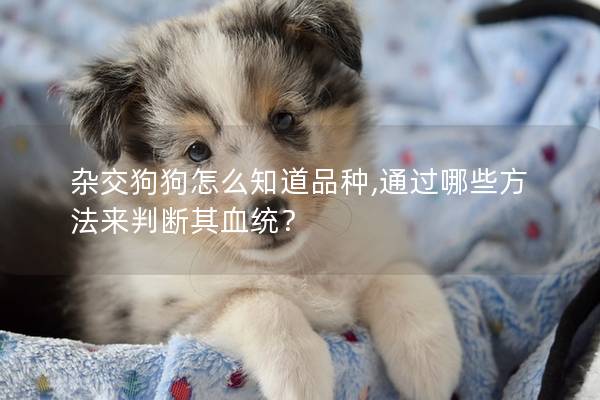 杂交狗狗怎么知道品种,通过哪些方法来判断其血统？