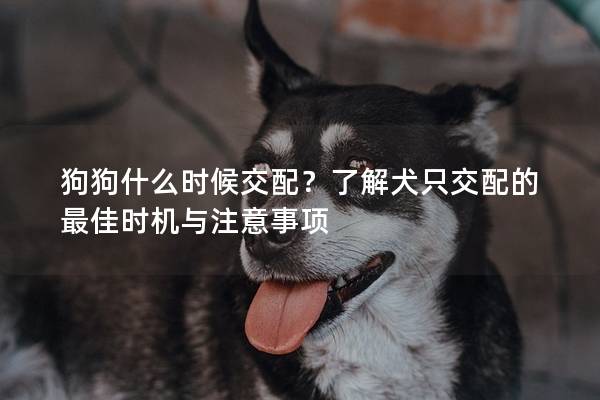 狗狗什么时候交配？了解犬只交配的最佳时机与注意事项