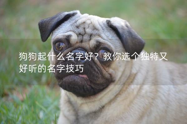 狗狗起什么名字好？教你选个独特又好听的名字技巧