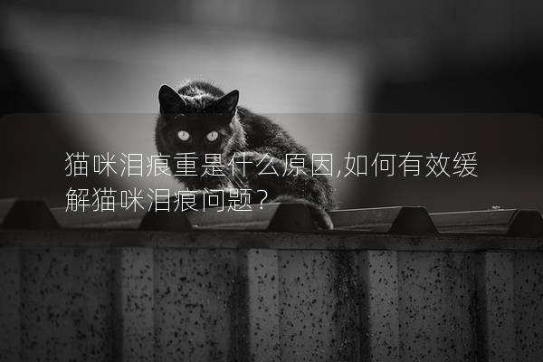 猫咪泪痕重是什么原因,如何有效缓解猫咪泪痕问题？