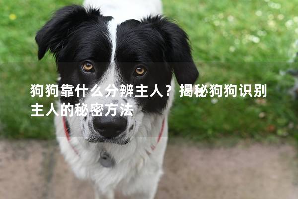 狗狗靠什么分辨主人？揭秘狗狗识别主人的秘密方法