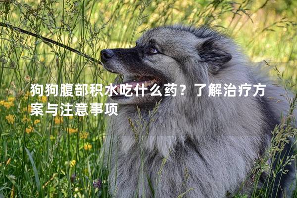 狗狗腹部积水吃什么药？了解治疗方案与注意事项