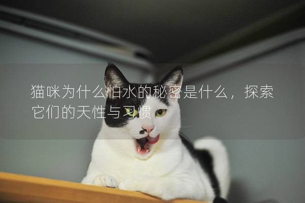 猫咪为什么怕水的秘密是什么，探索它们的天性与习惯