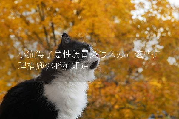 小猫得了急性肠胃炎怎么办？这些护理措施你必须知道