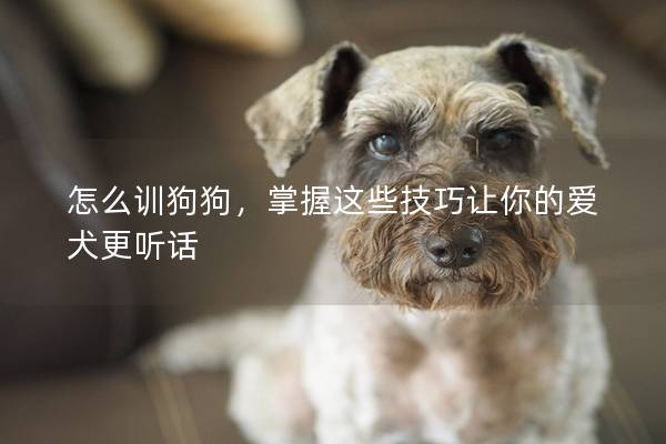 怎么训狗狗，掌握这些技巧让你的爱犬更听话