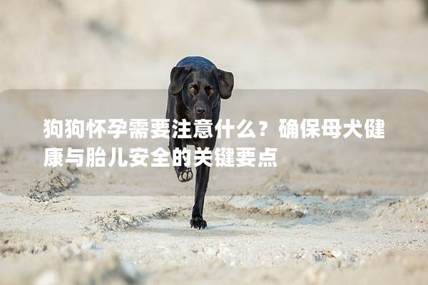 狗狗怀孕需要注意什么？确保母犬健康与胎儿安全的关键要点