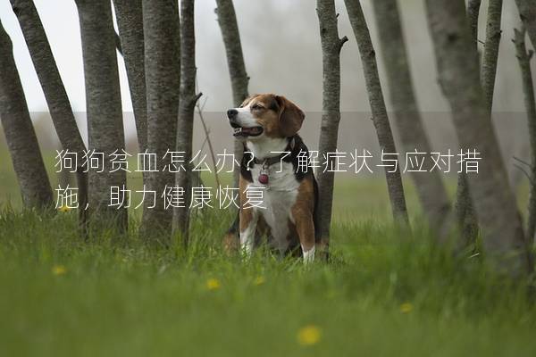 狗狗贫血怎么办？了解症状与应对措施，助力健康恢复