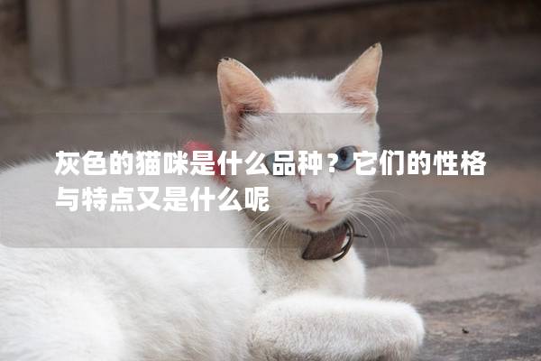 灰色的猫咪是什么品种？它们的性格与特点又是什么呢