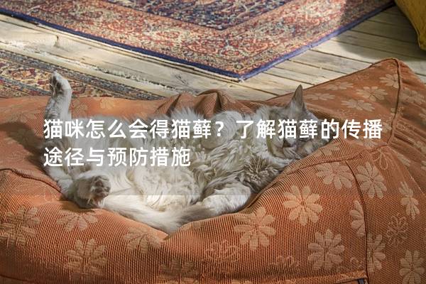 猫咪怎么会得猫藓？了解猫藓的传播途径与预防措施