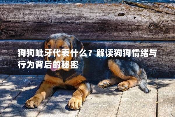 狗狗呲牙代表什么？解读狗狗情绪与行为背后的秘密