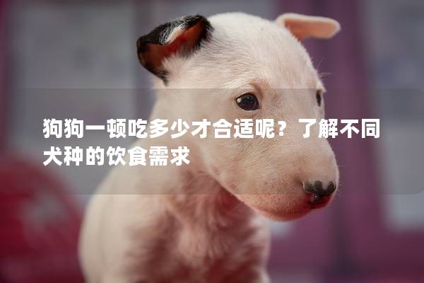 狗狗一顿吃多少才合适呢？了解不同犬种的饮食需求