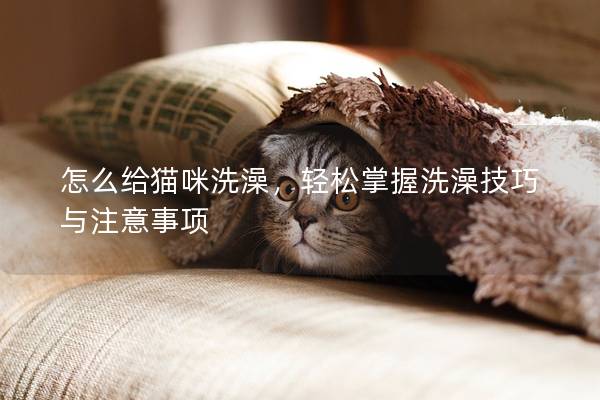 怎么给猫咪洗澡，轻松掌握洗澡技巧与注意事项