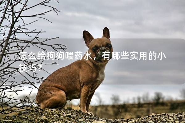 怎么给狗狗喂药水，有哪些实用的小技巧？