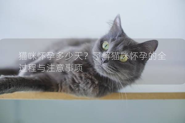 猫咪怀孕多少天？了解猫咪怀孕的全过程与注意事项