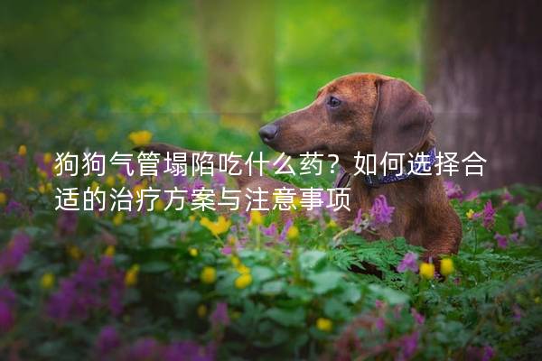 狗狗气管塌陷吃什么药？如何选择合适的治疗方案与注意事项