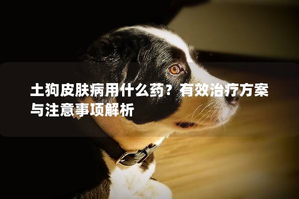 土狗皮肤病用什么药？有效治疗方案与注意事项解析